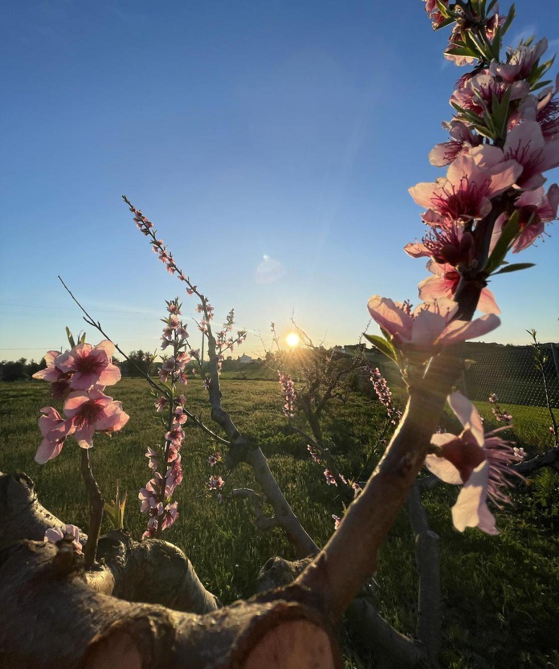 Agriturismo Le Grange นูมานา ภายนอก รูปภาพ